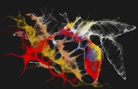 Playing with the wacom